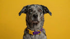 Sunlit Grape Collar