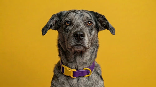 Amber Pulse Collar